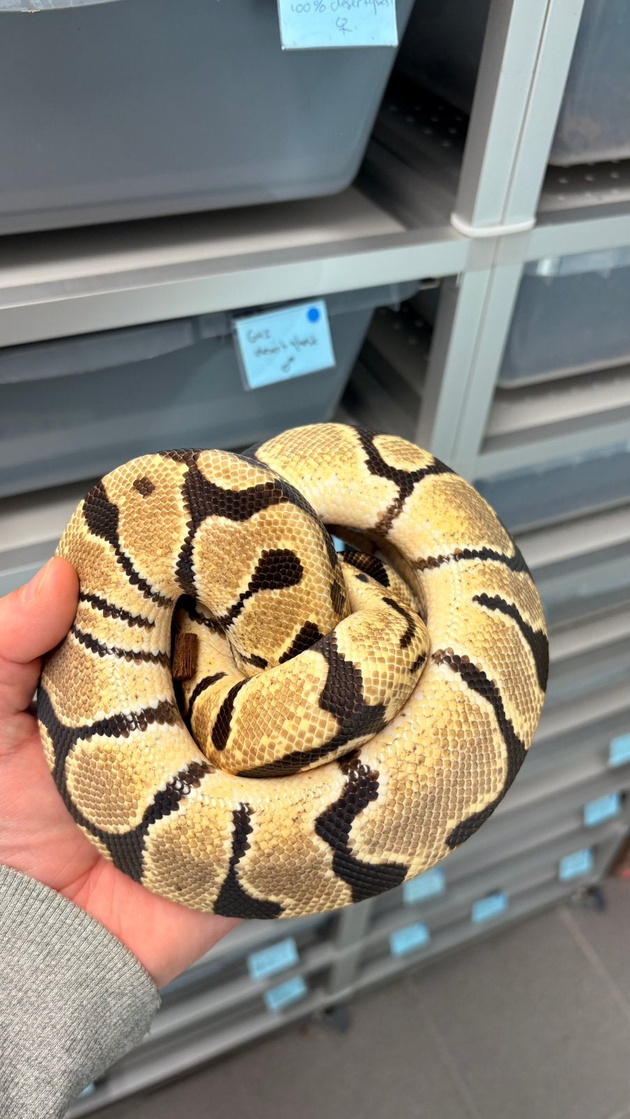 Spotnose orange dream 100% het clown ball python, Dieren en Toebehoren, Slang, 3 tot 6 jaar
