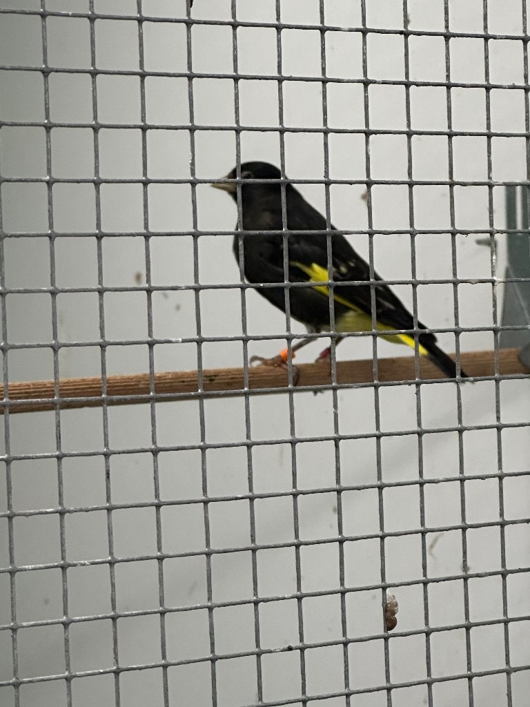 Zwartesijzen koppels24/25, Dieren en Toebehoren, Meerdere dieren