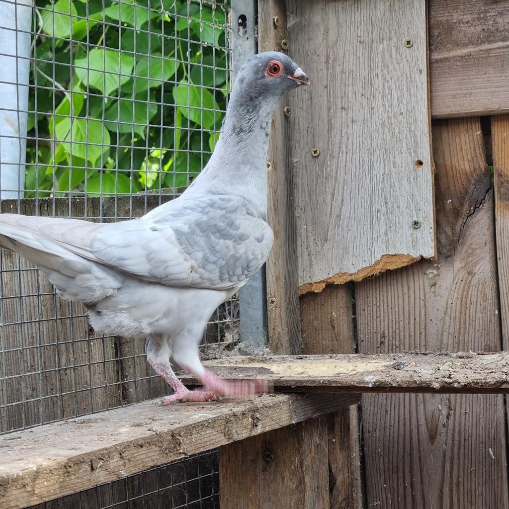 Duiven vrouw te koop, Dieren en Toebehoren, Vrouwelijk, Overige soorten
