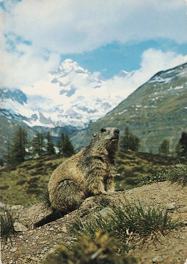 Marmot in de Oostenrijkse bergen 354, Verzamelen, Ansichtkaarten | Dieren, Ophalen of Verzenden, 1980 tot heden, Gelopen, Knaagdier