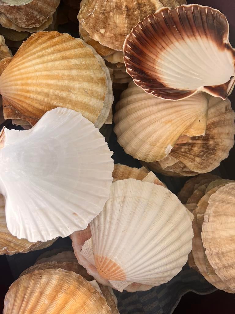 Prachtige coquile schelp, Verzamelen, Mineralen en Fossielen, Verzenden, Schelp(en)