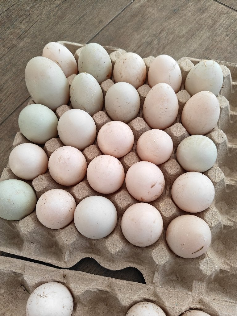 Eenden eieren, Ophalen, Nieuw, Overige typen
