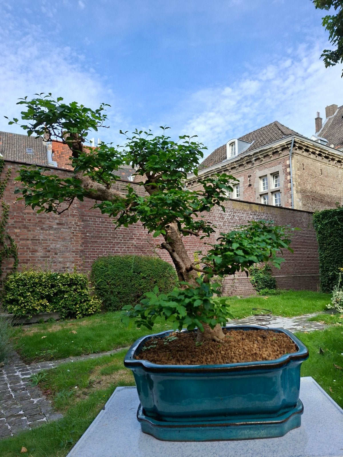 Prachtige Bonsai boom (Ligustrum) in turquoise pot, Ophalen of Verzenden, Vaste plant, Overige soorten, Volle zon