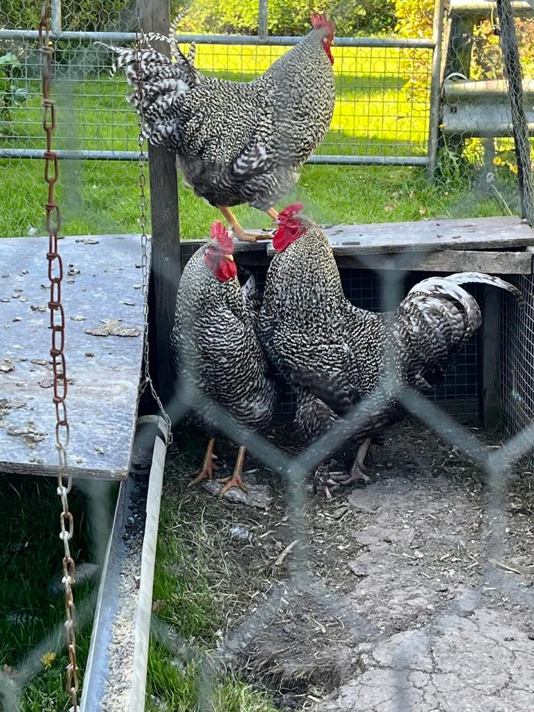 Hanen hollandse blauwe, Dieren en Toebehoren, Ophalen, Pluimvee