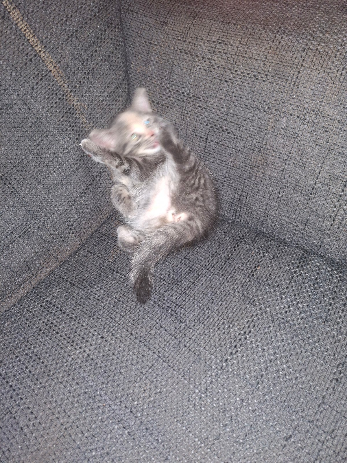 kitten, Kater, 0 tot 2 jaar