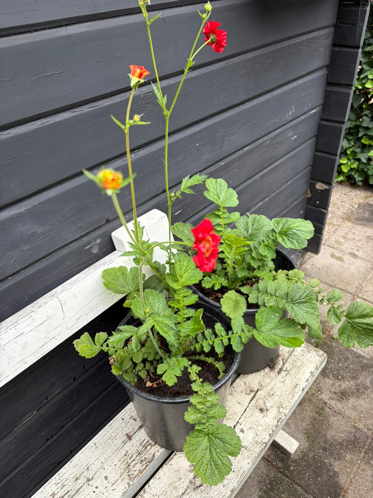 Twee mooie nagelkruidplanten plus vier mooie herfstanemonen, Tuin en Terras, Planten | Tuinplanten, Ophalen, Overige soorten, Volle zon