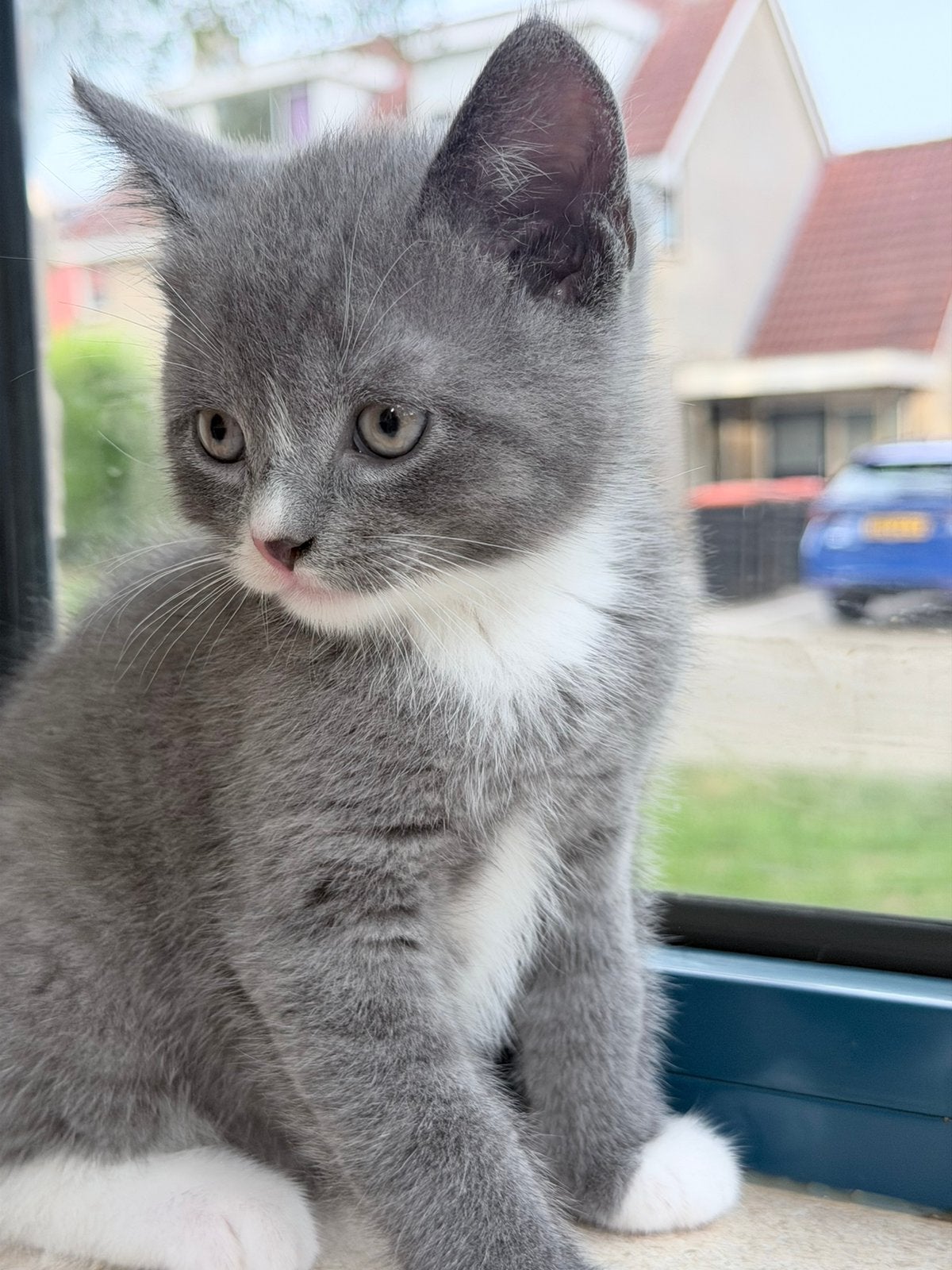 Leuke Mix britse kort en middenvacht kittens, Meerdere dieren, Ontwormd, 0 tot 2 jaar