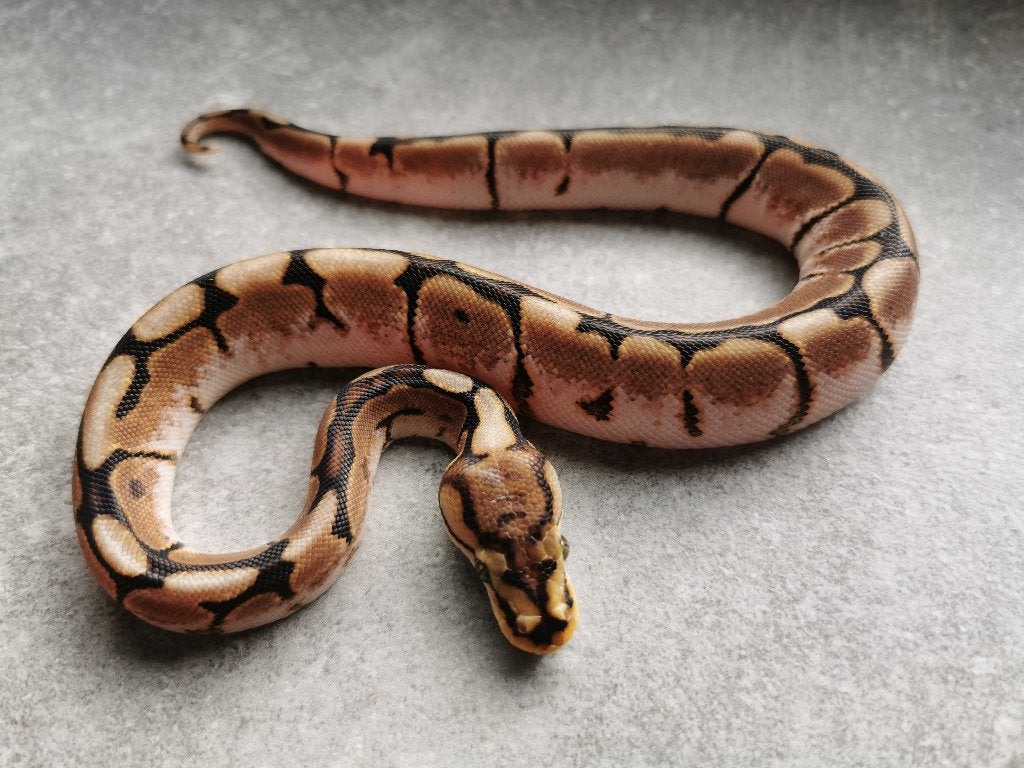 1.0 Spider (pos. het Piebald) Koningspython Ball Python photo 2