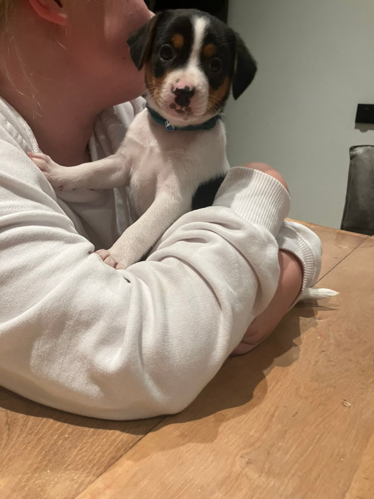 Lieve boerenfox pups, Jack Russell Terriër, Reu, 8 tot 15 weken, Eén hond