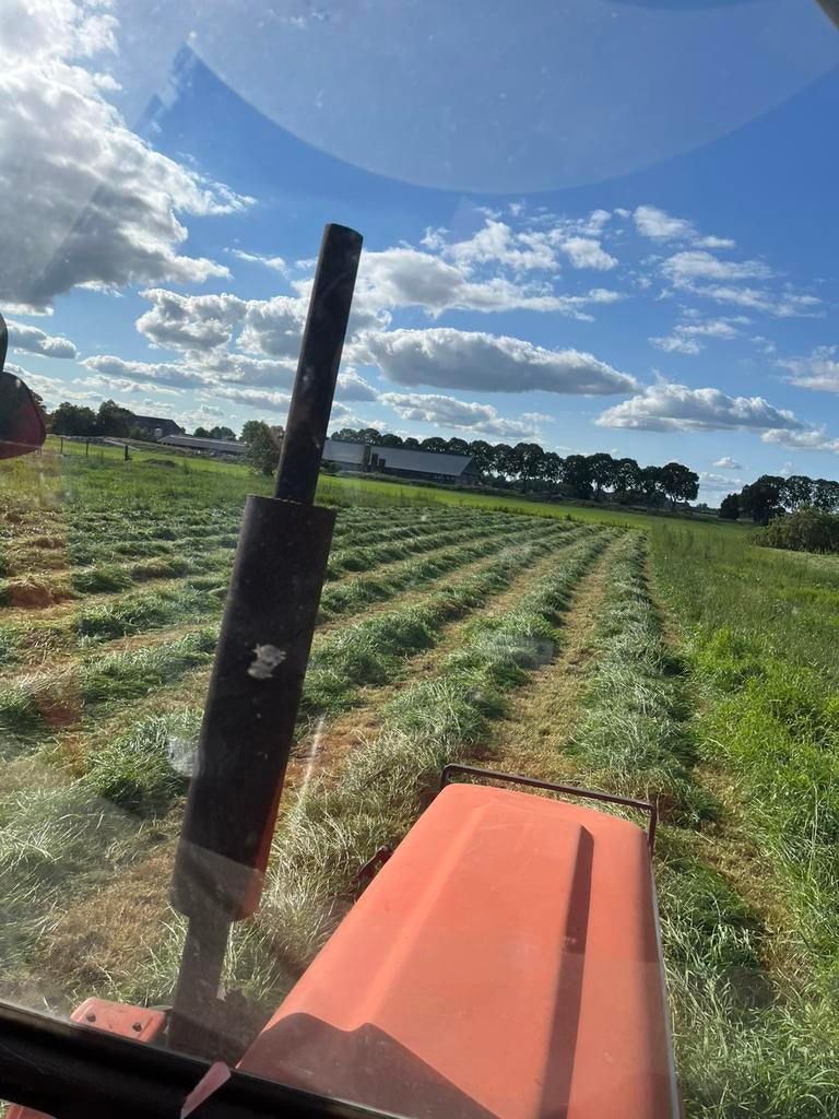 Gezocht grasland, Gras op stam, schapen weide, Dieren en Toebehoren, Schapen, Geiten en Varkens, Meerdere dieren, Schaap