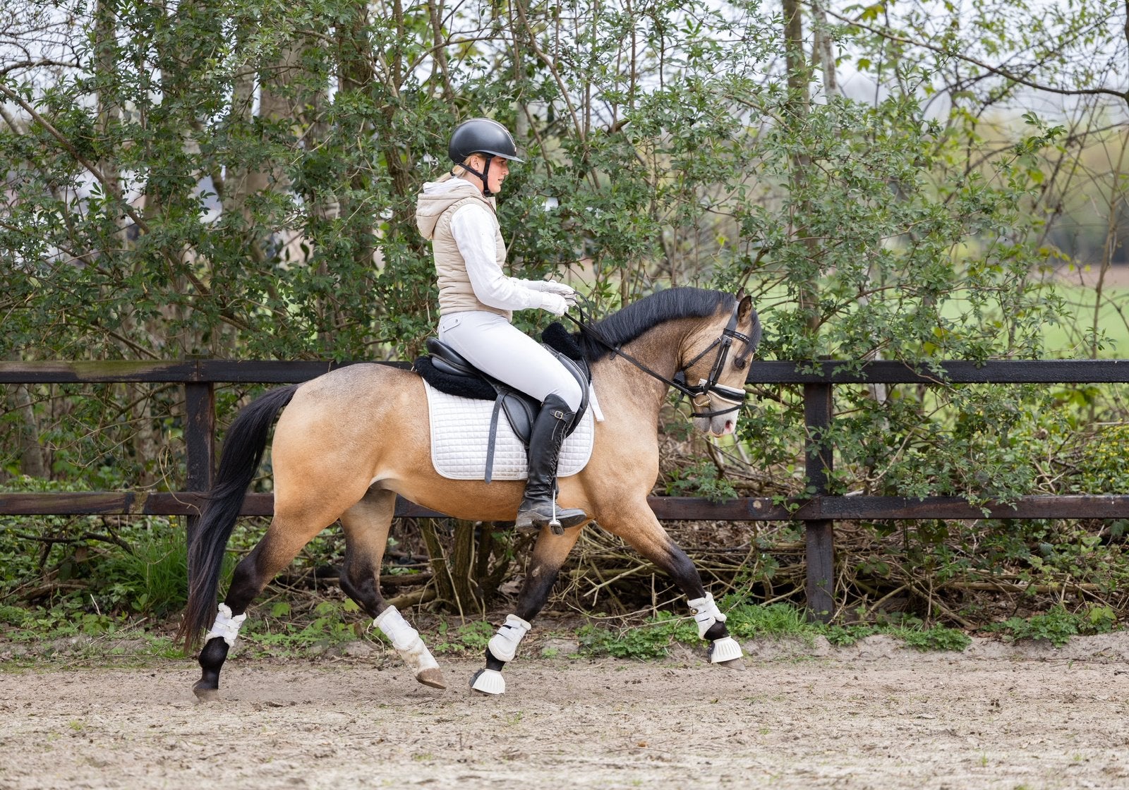 Sport VALK, C pony!, Met stamboom, Ruin, 3 tot 6 jaar, L