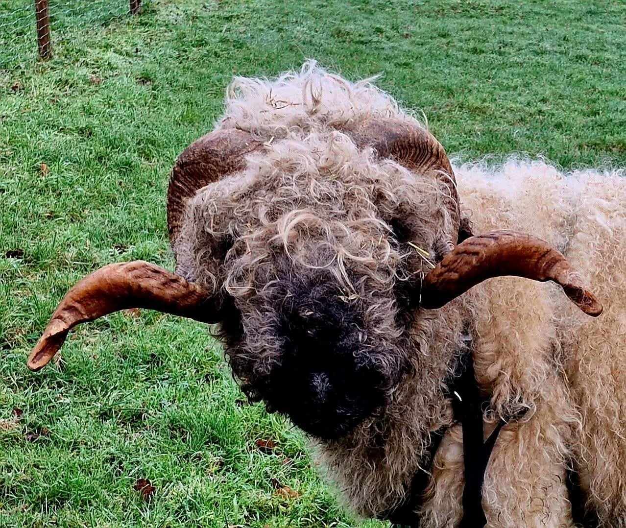 3 Walliser Schwartznase dekrammen. Zwoegervrij. Waarvan 2 To, Dieren en Toebehoren, Mannelijk, Schaap