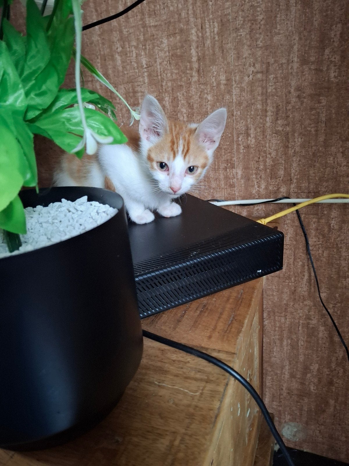kitten, Dieren en Toebehoren, Katten en Kittens | Overige Katten