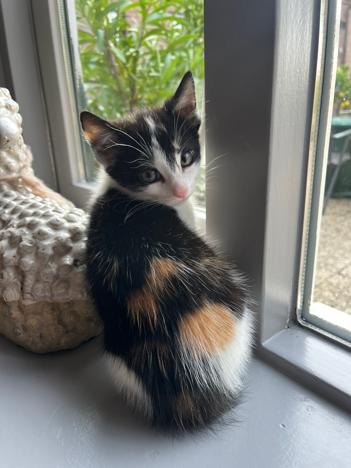 Leukste sociale kruisings kittens, Meerdere dieren, Kortharig, 0 tot 2 jaar