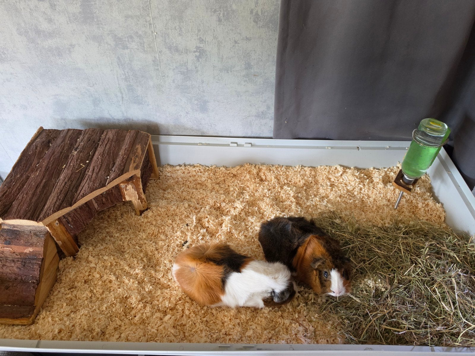 2 lieve tamme cavia's, Dieren en Toebehoren, Cavia, Februari, Mannelijk, Tam