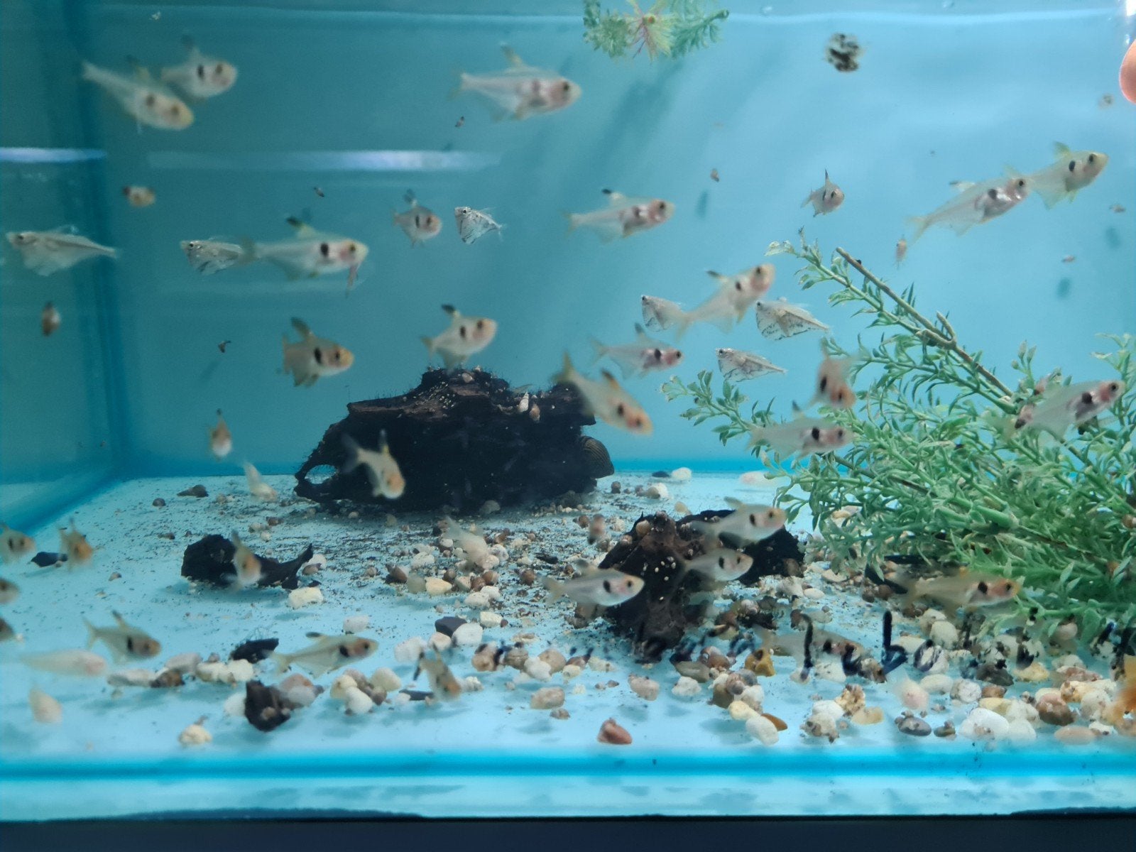 Rode fantoomzalm, Hyphessobrycon sweglesi, Vis, Zoetwatervis