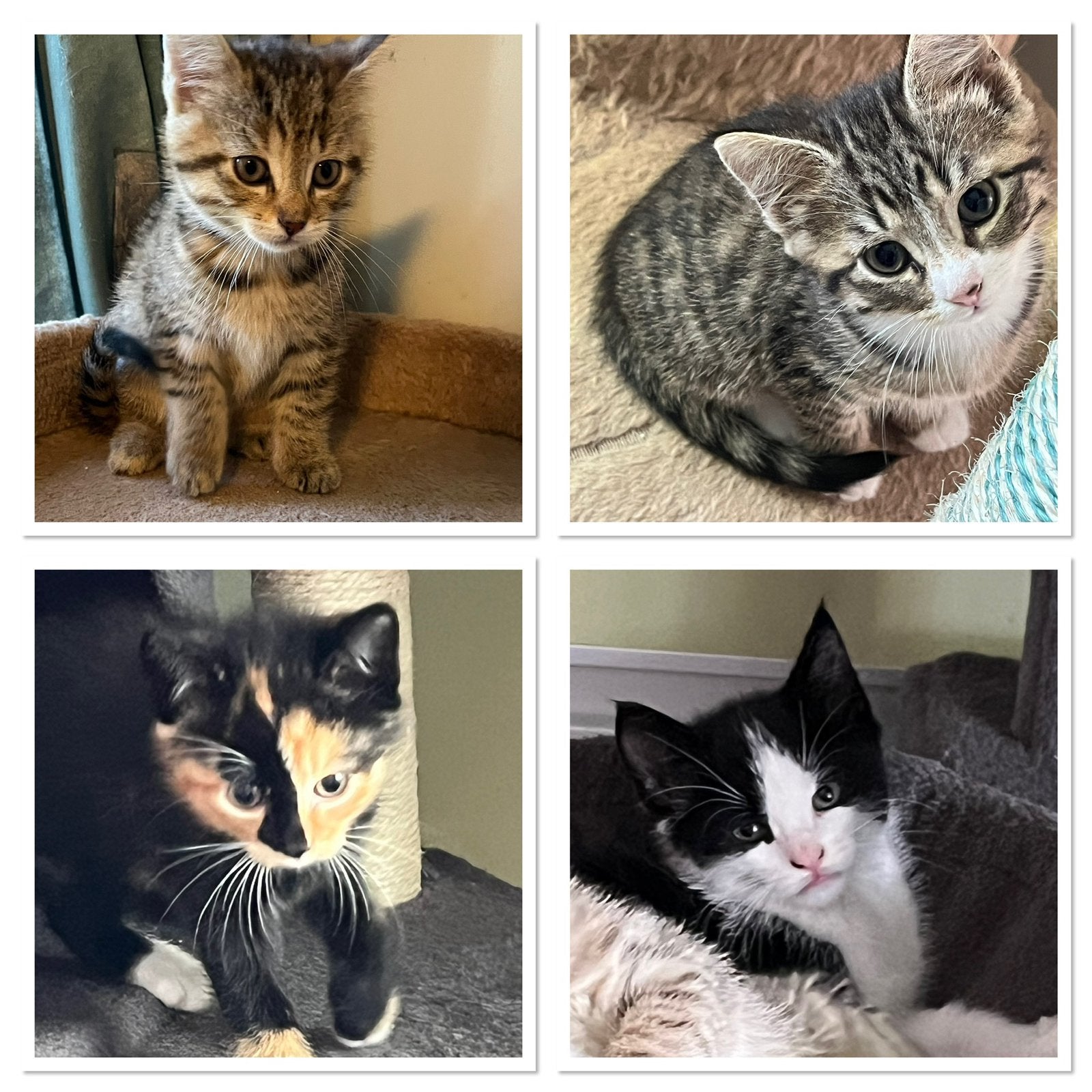 Lieve kittens, Meerdere dieren