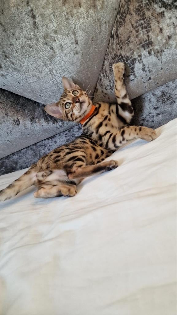 Prachtige Rasechte Bengaalse Kitten | Snow Mink x Brown, Dieren en Toebehoren, Katten en Kittens | Raskatten | Korthaar, Meerdere dieren