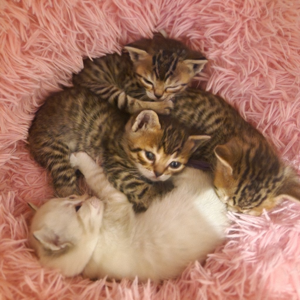 Bengaal/britse korthaar katers, Dieren en Toebehoren, Katten en Kittens | Raskatten | Korthaar, Kater, Ontwormd, 0 tot 2 jaar