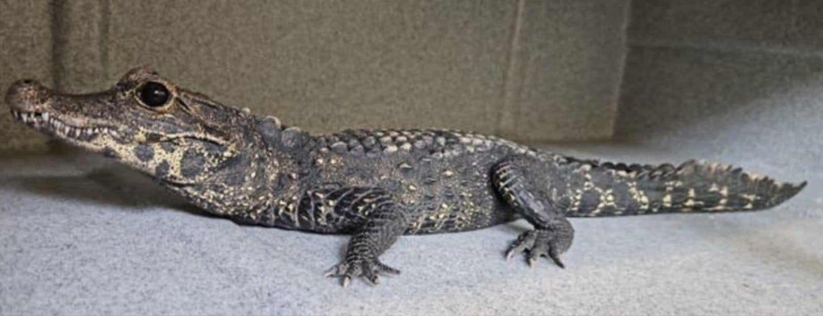 0.1 Dwerg krokodil (Osteolaemus tetraspis)
3 jaar.
Meet ong., Dieren en Toebehoren
