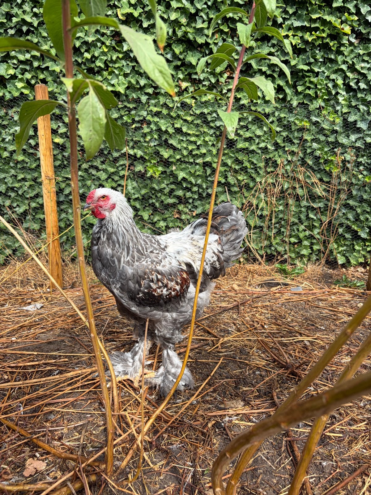 Brahma haan, Dieren en Toebehoren, Pluimvee, Mannelijk, Kip