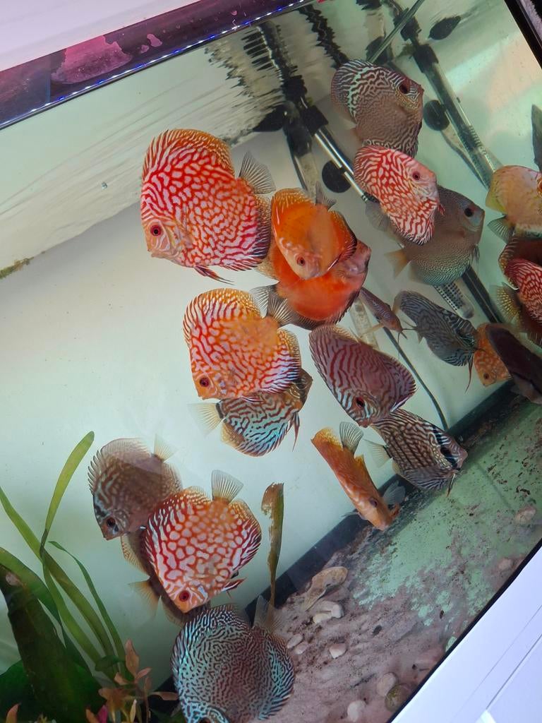 Discus vissen 10 stuks.