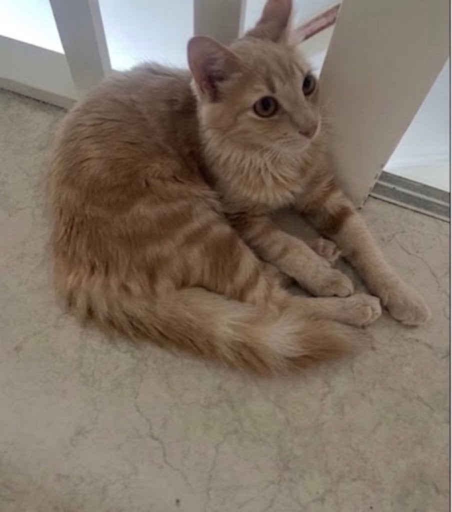 Lieve kater lang half lang haar, Dieren en Toebehoren, Katten en Kittens | Raskatten | Langhaar, Kater, Ontwormd, 0 tot 2 jaar