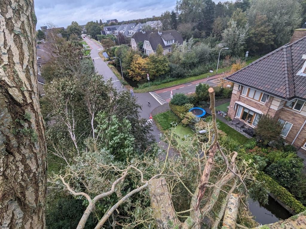 Bomen snoeien, verwijderen, afvoeren, Tuin en Terras, Ophalen