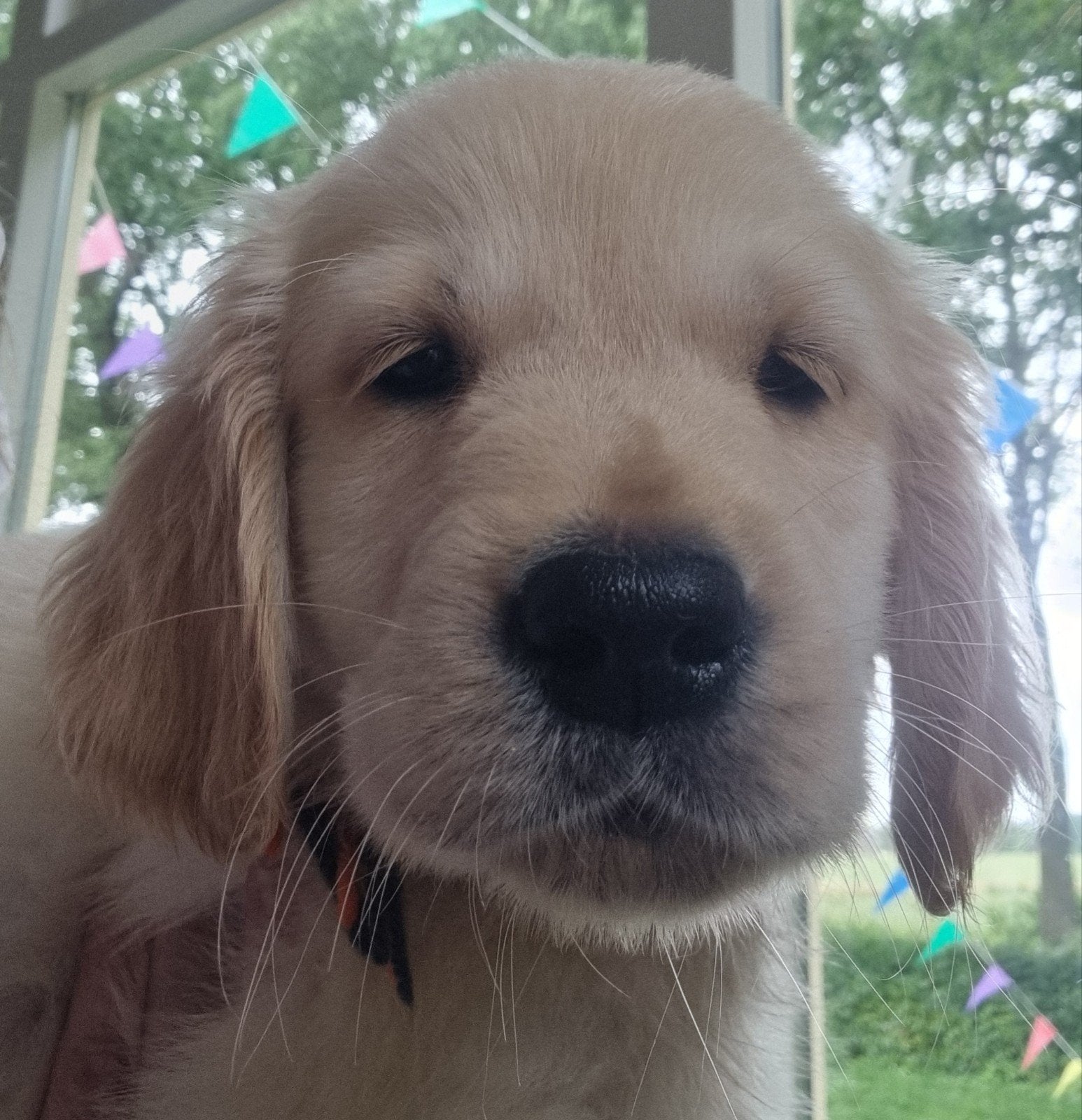 Golden retriever pups, Dieren en Toebehoren, 8 tot 15 weken, Meerdere, Meerdere dieren, Nederland