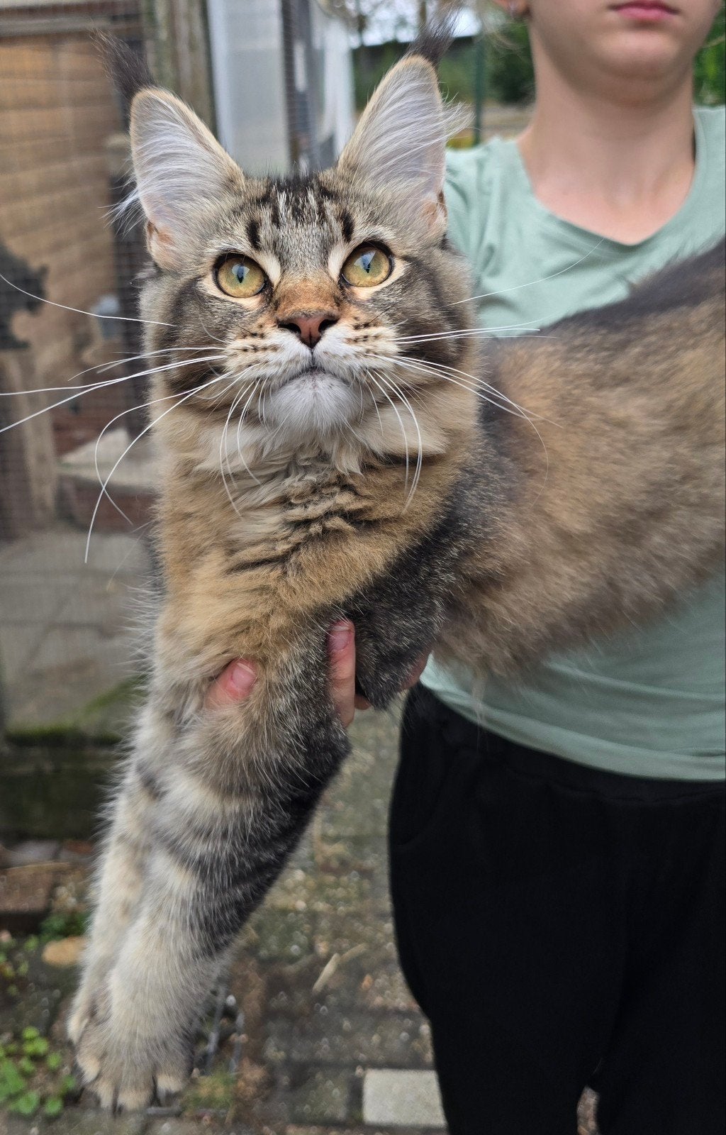 jonge Maine Coon poes met stamboom, Poes, Met stamboom, 0 tot 2 jaar