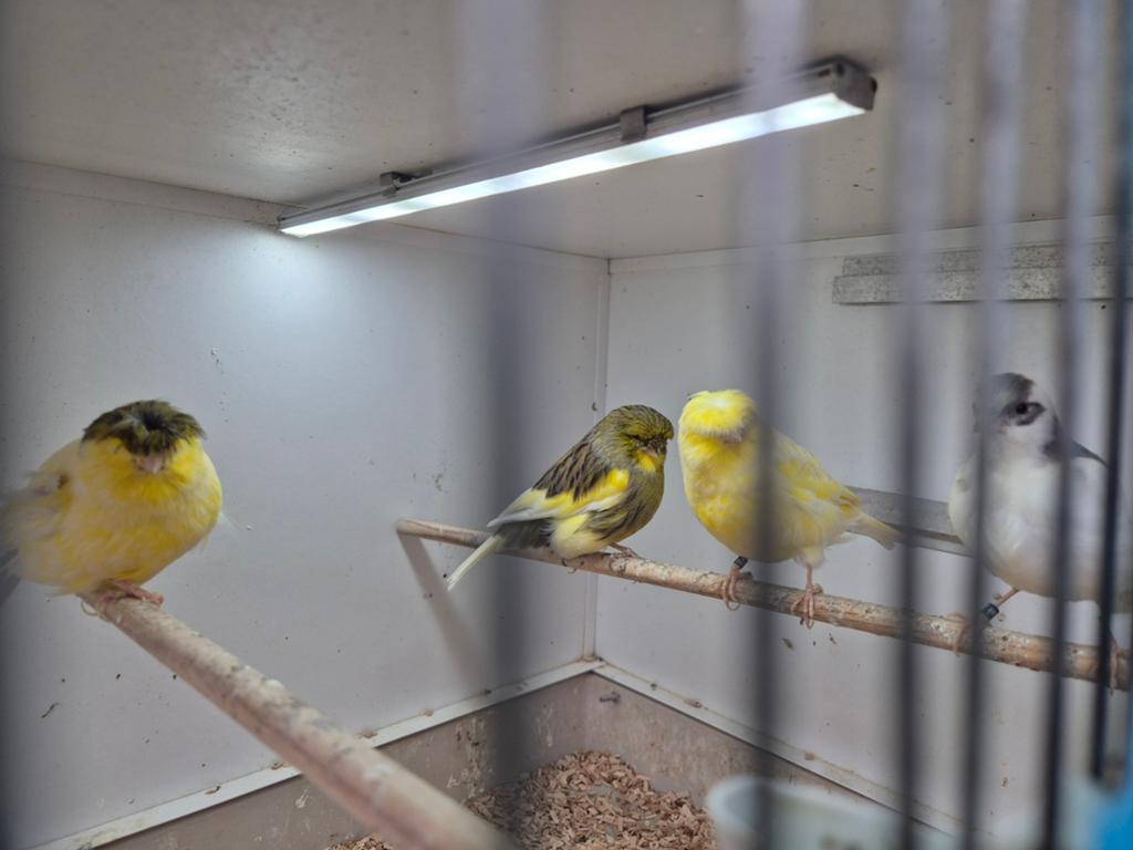 Glosters te koop, Meerdere dieren, Postuurkanarie