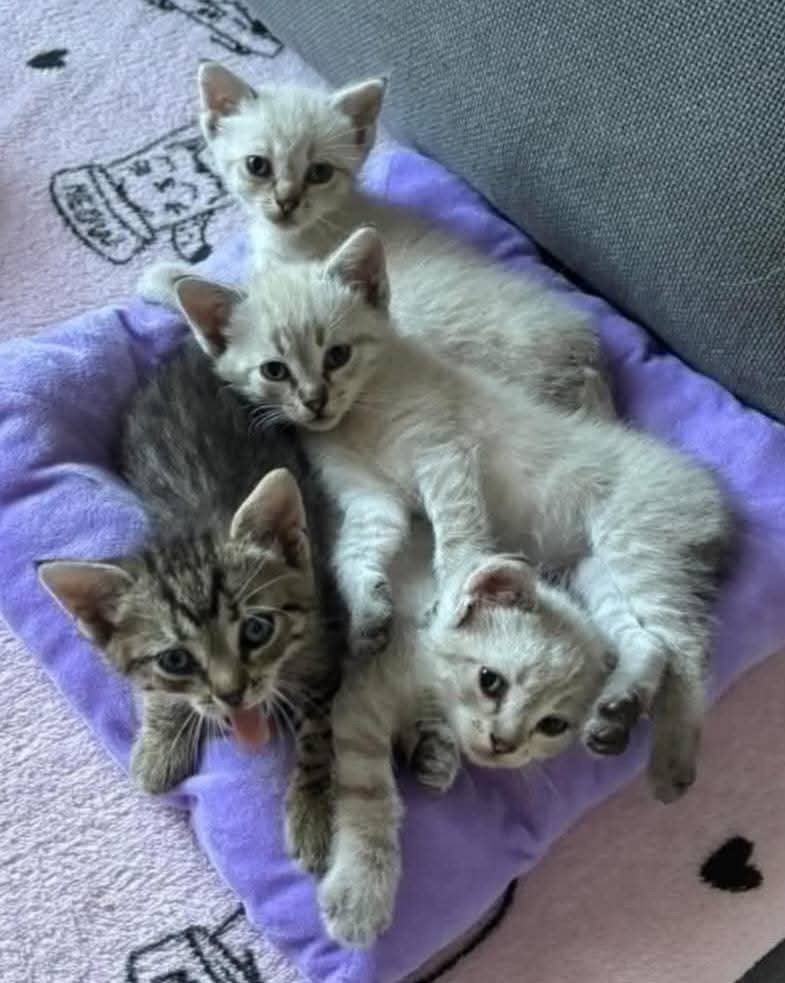 4 prachtige kittens siamees x  4mnd oud, Dieren en Toebehoren, Meerdere dieren, Gechipt, 0 tot 2 jaar