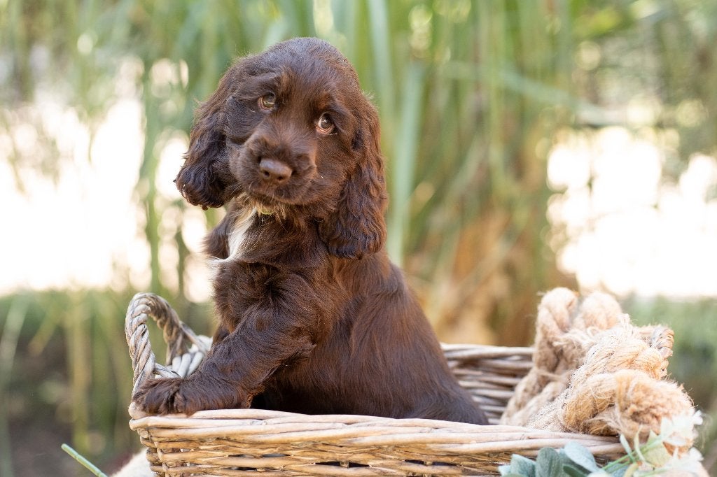 engelse cocker spaniel pups met stamboom, 8 tot 15 weken, Meerdere, Meerdere dieren, Spaniël