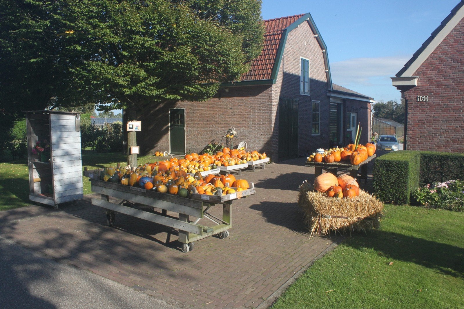 Haloween pompoenen en kalebassen te koop, Tuin en Terras, Ophalen, Herfst, Halfschaduw, Overige soorten