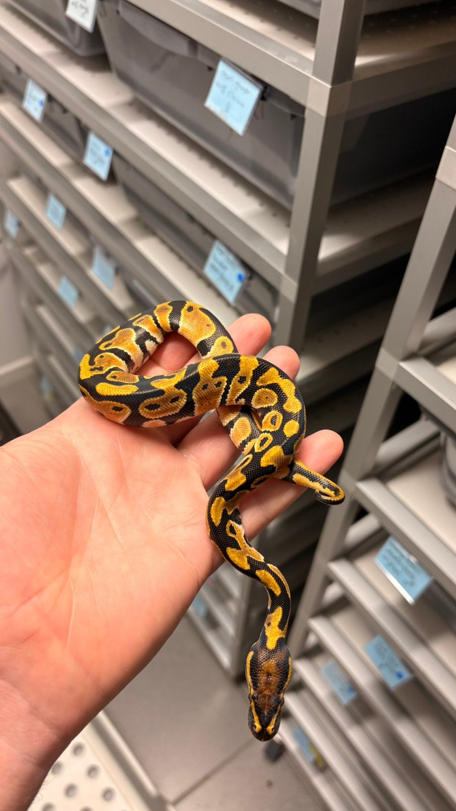 Orange dream 100% het clown ball python Ball Python photo 2