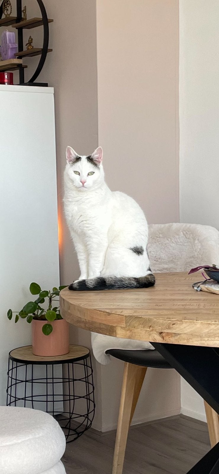 Lieve kater 2 jaar, Dieren en Toebehoren, Kater
