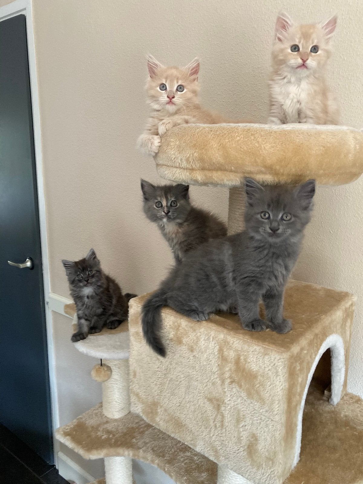 Maine coon kittens, Dieren en Toebehoren, Poes, Ingeënt