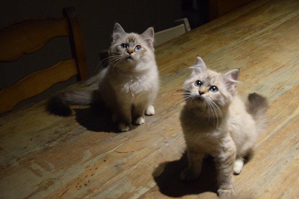 Ragdoll kittens met stamboom, Dieren en Toebehoren, Meerdere dieren, Met stamboom, 0 tot 2 jaar
