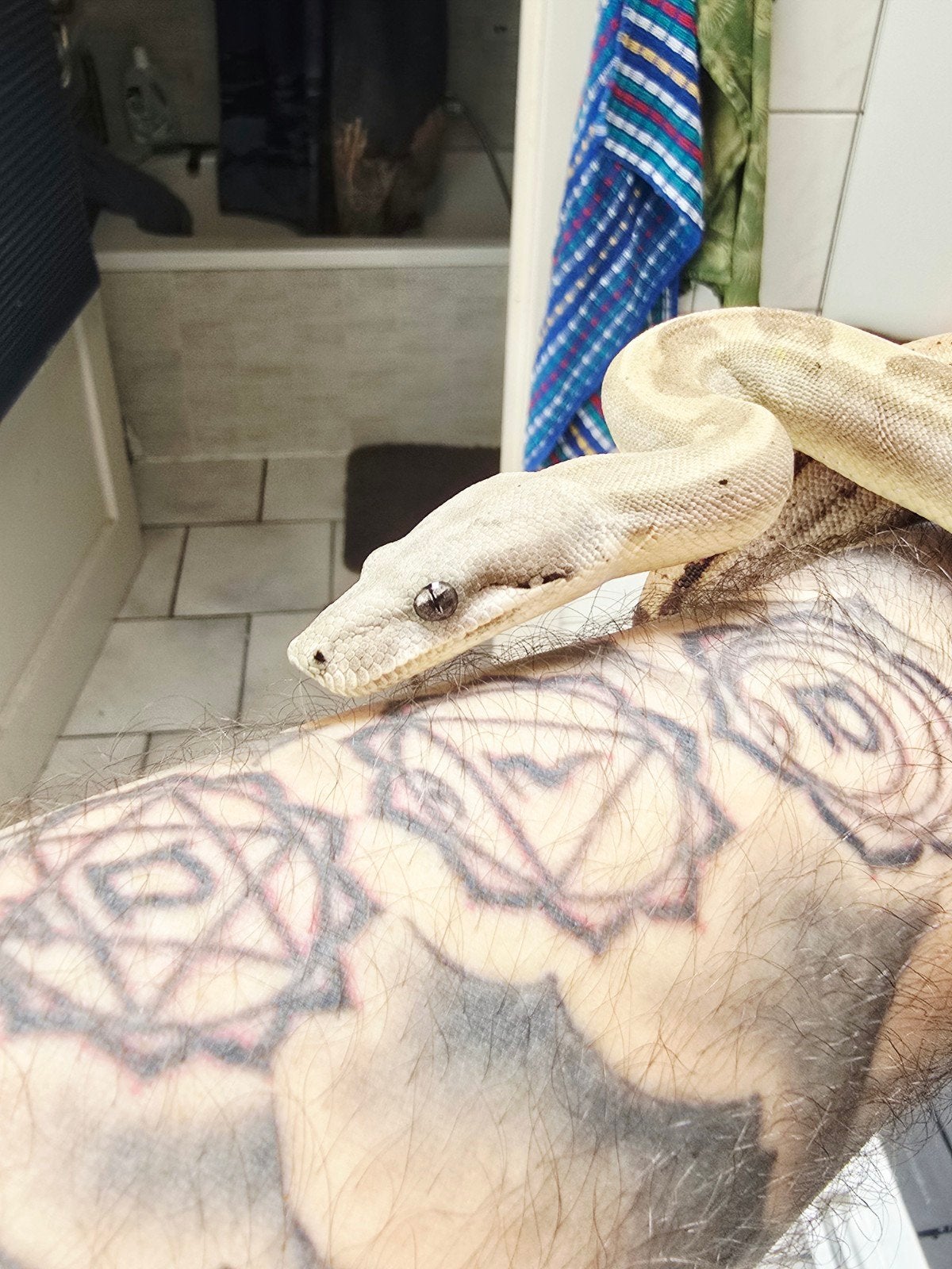 boa constrictor imperator, Dieren en Toebehoren, Slang, 0 tot 2 jaar