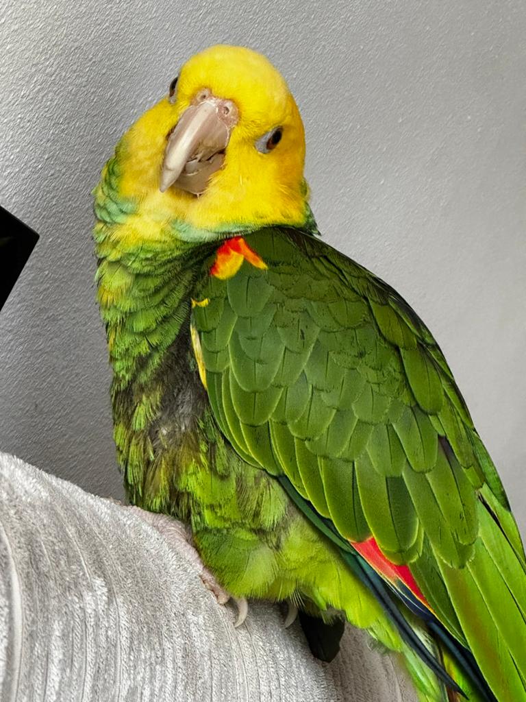 Dubbelgeelkop amazone, Geslacht onbekend, Papegaai, Tam