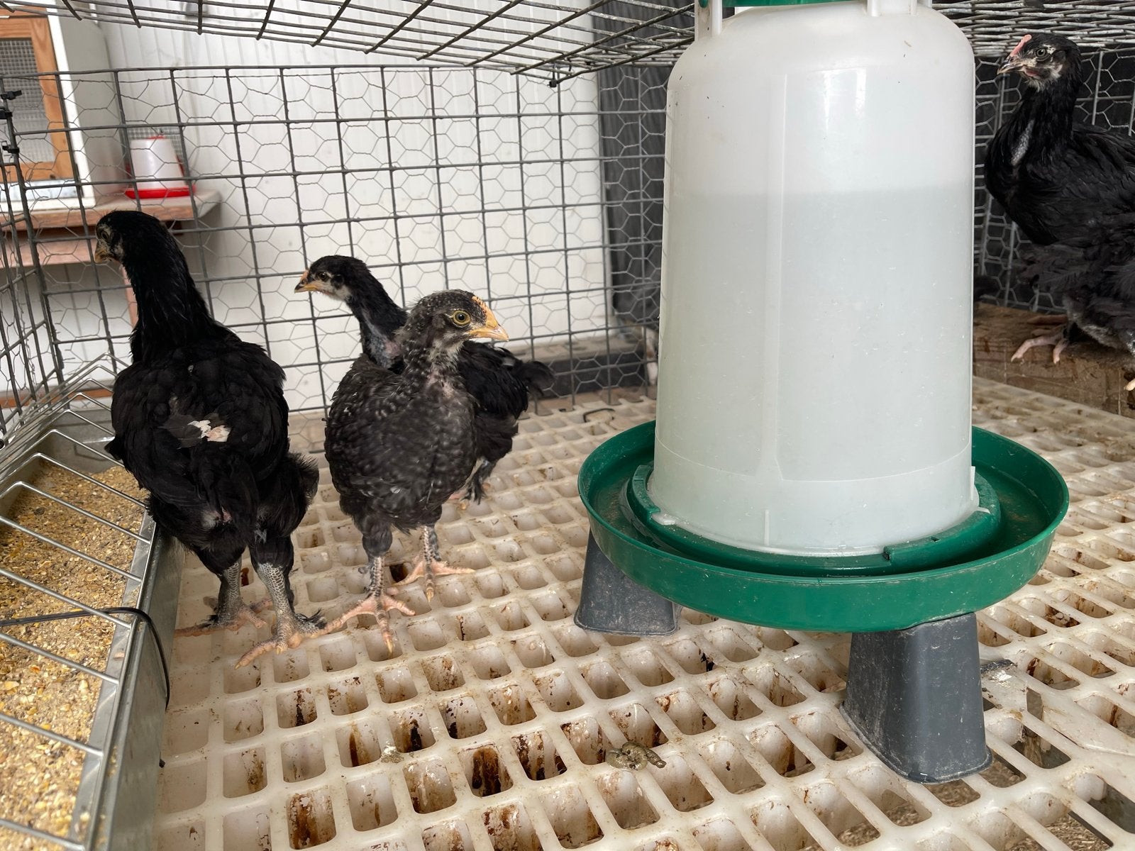 Te koop Marans kuikens, Vrouwelijk, Kip