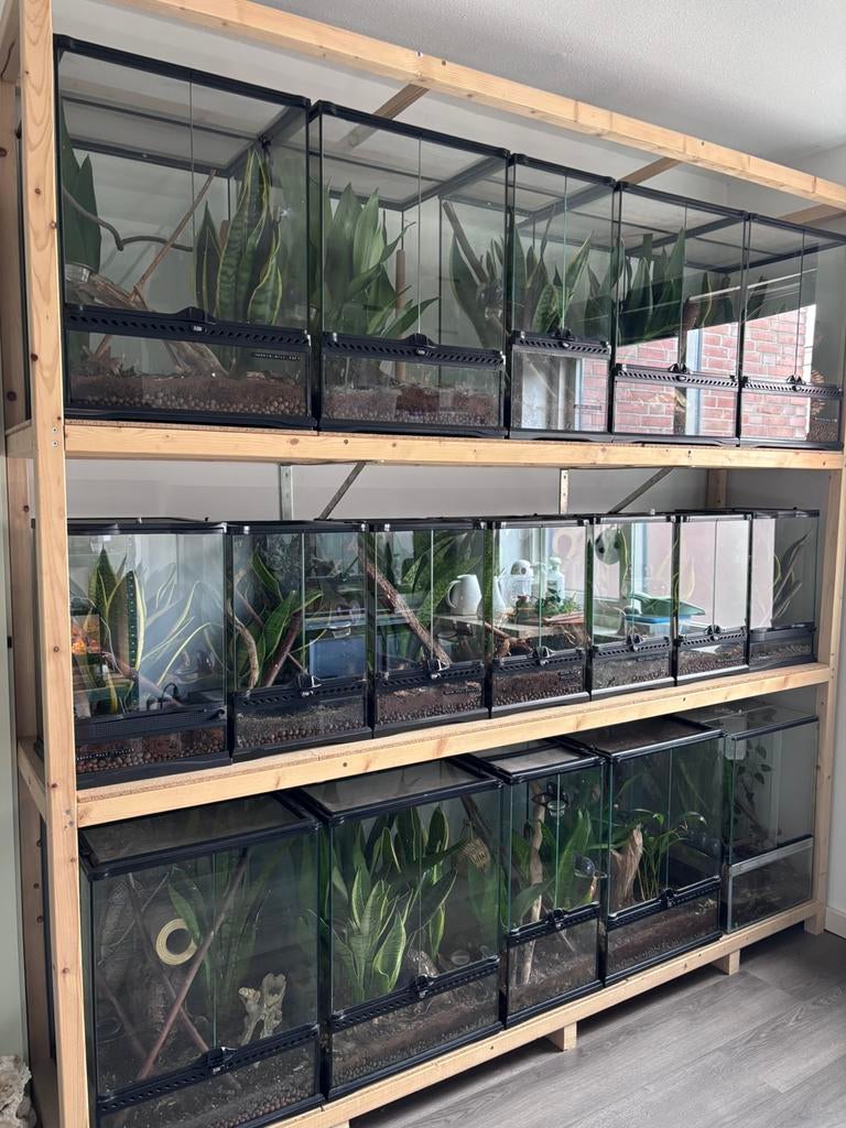 Terrarium stelling / kweekgroep Wimpergekko’s, Dieren en Toebehoren, Ophalen, Zo goed als nieuw