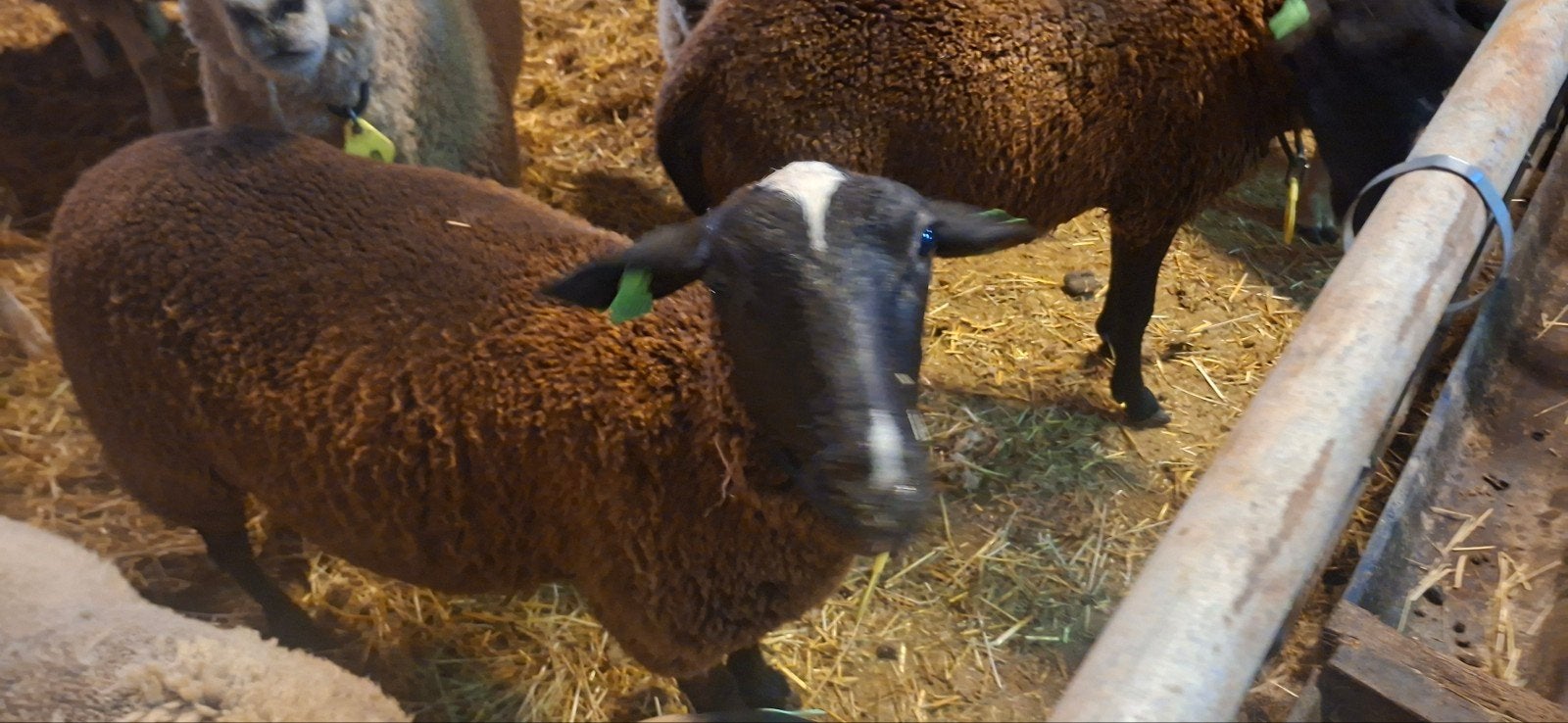10 ooien te koop, Dieren en Toebehoren, Schapen, Geiten en Varkens, Vrouwelijk, Schaap, 0 tot 2 jaar
