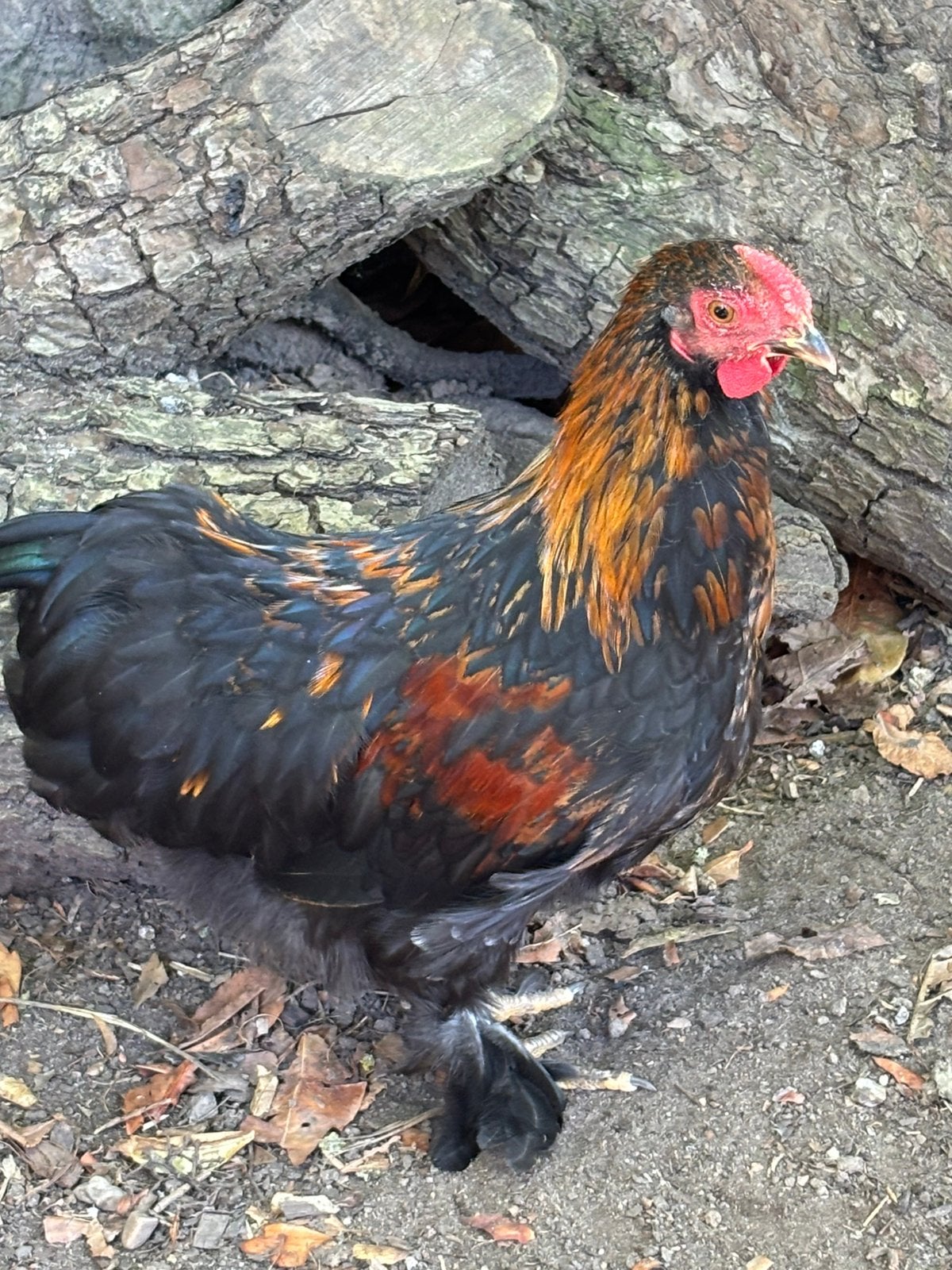 Cochin kriel haan goud zwart gezoomd, Dieren en Toebehoren, Pluimvee, Mannelijk, Kip