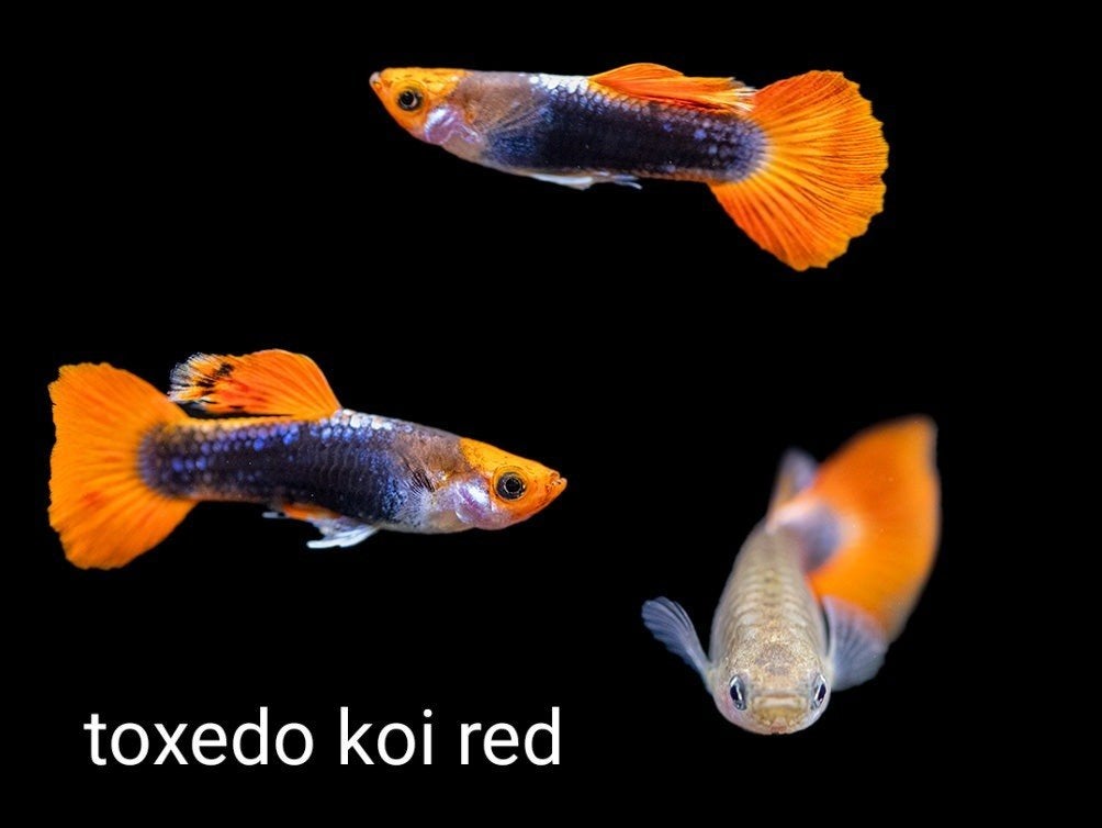*** BINNENKORT BESCHIKBAAR *** Toxedo koi red guppen RASZUIV, Vis, Zoetwatervis, Schoolvis