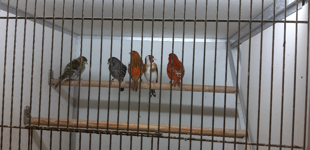 Rood agaat kanarie,pigment,onyx poppen (reserve), Vrouwelijk, Tropenvogel, Geringd