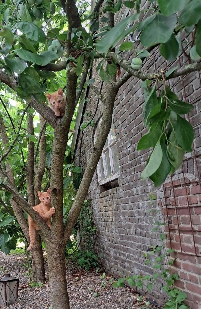 jonge kittens, Dieren en Toebehoren, Meerdere dieren, Ontwormd, 0 tot 2 jaar