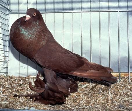 Gezocht kroppers zo als op de foto, Dieren en Toebehoren, Vogels | Duiven, Meerdere dieren, Kropper