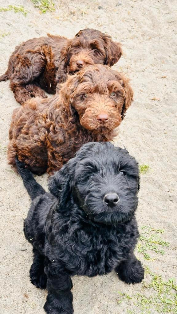 Labradoodle reutjes, Dieren en Toebehoren, Honden | Niet-rashonden, Reu, 8 tot 15 weken, Parvo, Meerdere