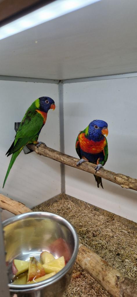Mooi Koppel loris van de blauwe bergen., Meerdere dieren, Parkiet, Geringd
